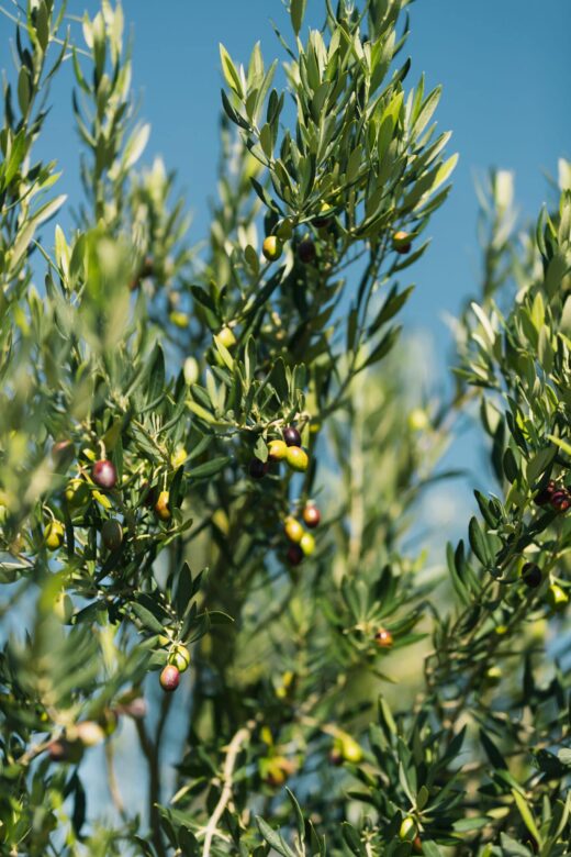 5 conseils pour bien choisir son huile d’olive