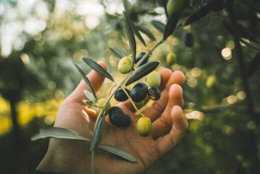 Les conseils pour bien choisir son huile d’olive