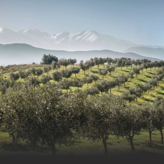Notre huile d’olive biologique d’origine France